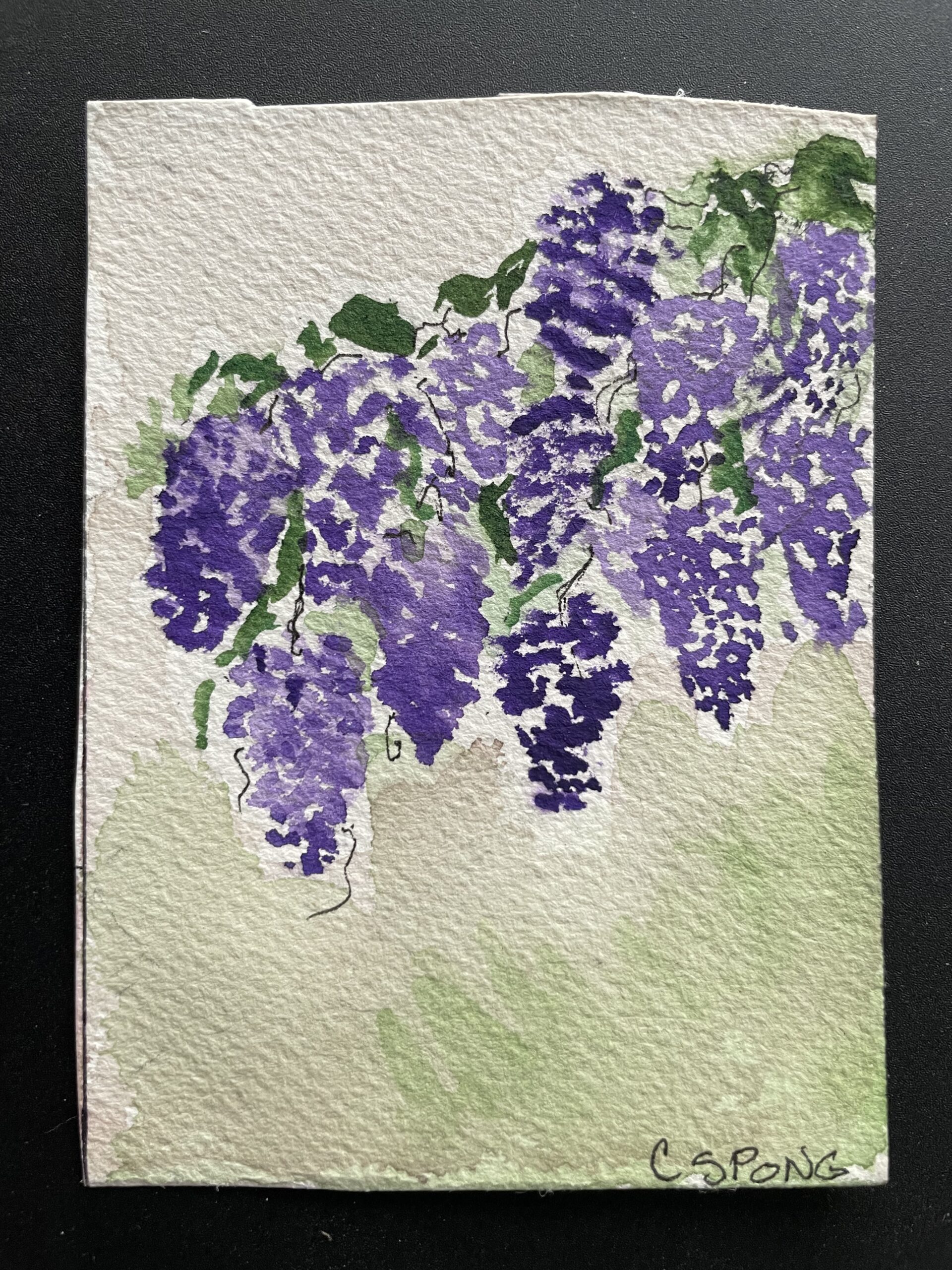 watercolor, Wisterias, by Carol Spong watercolor, Wisterias, by Carol Spong